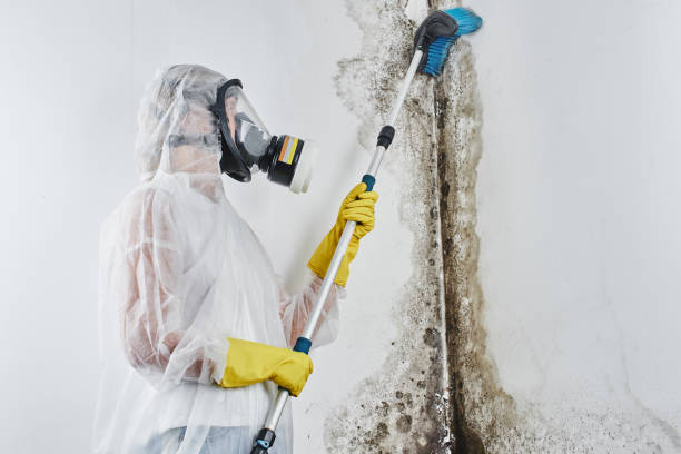 Best Attic Mold Removal  in Phillipsburg, NJ