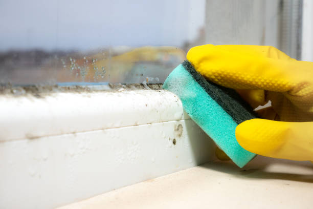 Best Commercial Mold Removal  in Phillipsburg, NJ