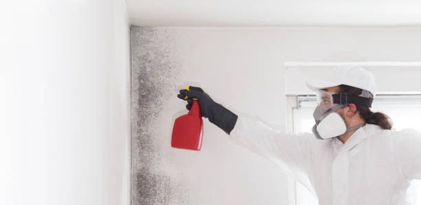 Best Mold Damage Repair  in Phillipsburg, NJ