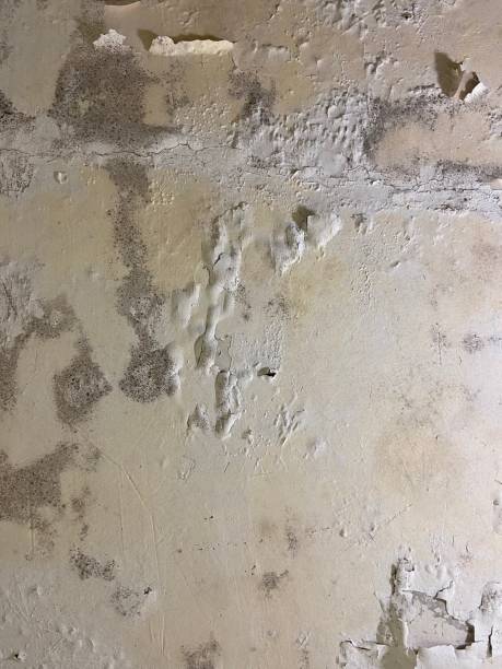 Best Office Mold Removal Services  in Phillipsburg, NJ