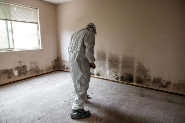 Mold Testing and Removal in Phillipsburg, NJ