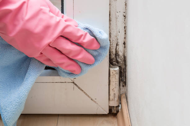 Certified Mold Removal in Phillipsburg, NJ